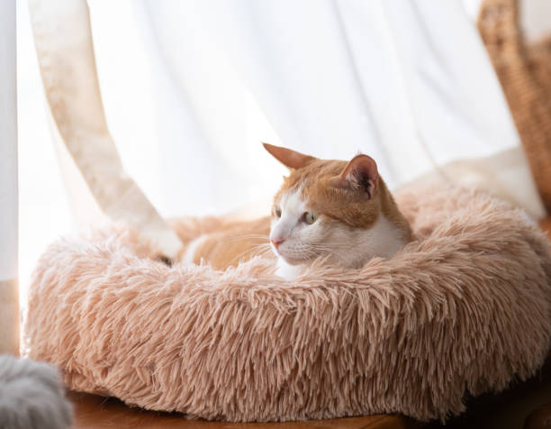 Benefits of Using a Calming Cat Bed for Stress-Free Cats