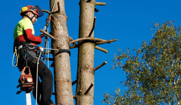 How Arborists Help Preserve Urban Forests