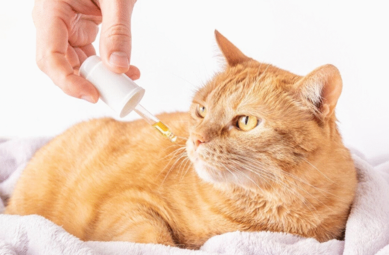 How to Administer CBD to a Fussy Cat