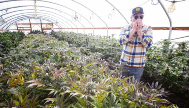 The Rise of Dispensary Cannabis Culture