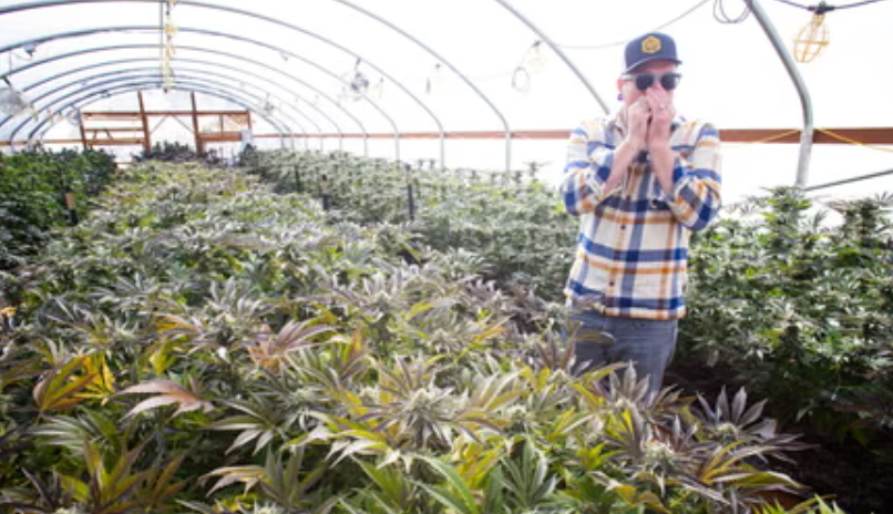 The Rise of Dispensary Cannabis Culture